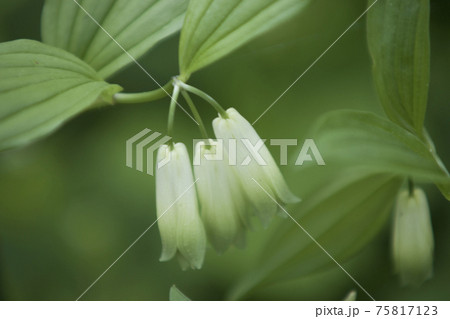 ホウチャクソウの花と葉 ホウチャクソウの花と葉 75817123