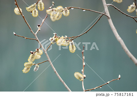 ネコヤナギ_白銀の花序と黄色い雄花序 75817161