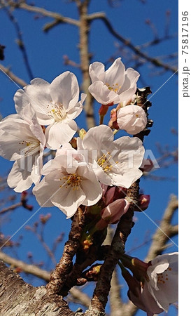 春がきた！桜が咲いた！ 75817196