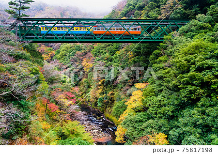神奈川県 箱根登山鉄道　紅葉の早川橋梁を渡る旧型車両 75817198