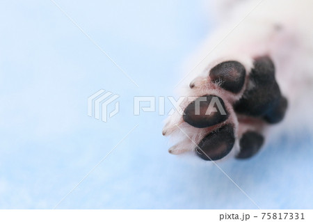 愛犬ポメラニアンの肉球 愛犬ポメラニアンの肉球 75817331