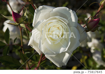 薔薇園に白い薔薇の花が咲いています。このバラの名前はアイスバーグ（シュネーヴィッチェン）です。 75817645