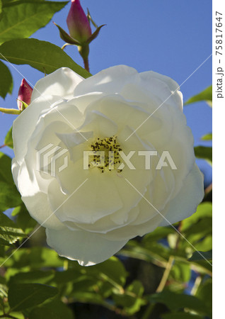 薔薇園に白い薔薇の花が咲いています。このバラの名前はアイスバーグ(シュネーヴィッチェン)です。 薔薇園に白い薔薇の花が咲いています。このバラの名前はアイスバーグ(シュネーヴィッチェン)です。 75817647