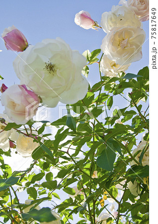 薔薇園に白い薔薇の花が咲いています。このバラの名前はアイスバーグ（シュネーヴィッチェン）です。 75817649