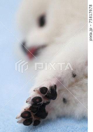 愛犬ポメラニアンの肉球 75817678