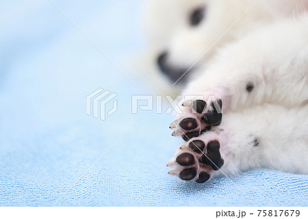 愛犬ポメラニアンの肉球 75817679
