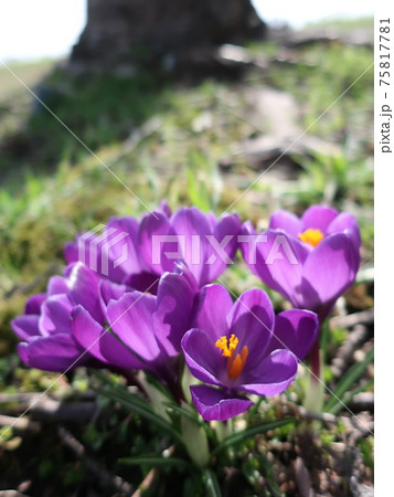 クロッカス 75817781