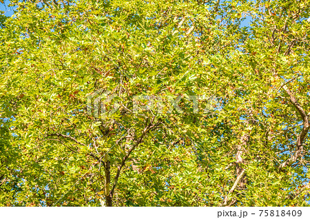 Green Leaves and futis of Pltatanus oreintalis tree in sunset light Green Leaves and futis of Pltatanus oreintalis tree in sunset light 75818409