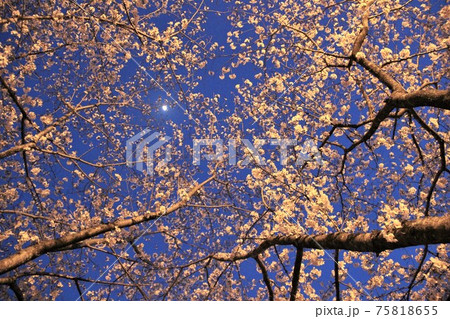 ライトアップされた夜桜越しに見上げる名月 75818655