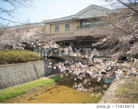 香櫨園駅に咲く桜の花 75818673