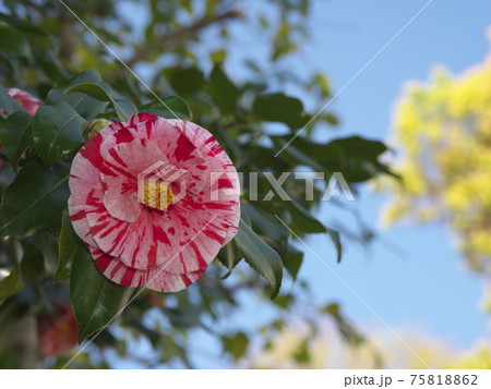 白の斑が入った赤いツバキの花 75818862