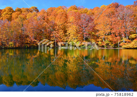 鎌池 秋の紅葉 信州小谷村 鎌池 秋の紅葉 信州小谷村 75818962