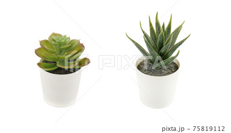 Succulent plants in pots on white background Succulent plants in pots on white background 75819112
