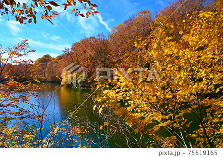 鎌池 秋の紅葉 妙高戸隠連山国立公園 鎌池 秋の紅葉 妙高戸隠連山国立公園 75819165