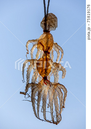 タコの干物の写真素材
