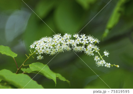 白い花が尾のように咲くサラシナショウマ 白い花が尾のように咲くサラシナショウマ 75819595