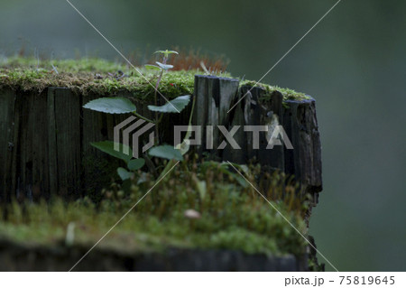 切株と苔の森_断面 切株と苔の森_断面 75819645