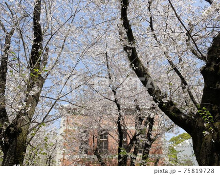 熊本大学「赤レンガ建造物群」桜越しに見える第五高等学校の化学実験場 (黒髪キャンパス) 熊本大学「赤レンガ建造物群」桜越しに見える第五高等学校の化学実験場 (黒髪キャンパス) 75819728