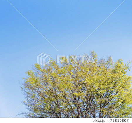 新緑イメージ　木と緑　コピースペース　緑　葉 75819807