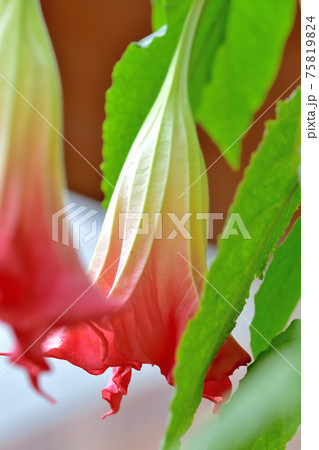 キダチチョウセンアサガオ 75819824