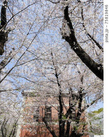 熊本大学黒髪キャンパス 桜越しに見える復興工事中の化学実験場の写真素材