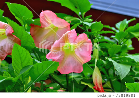 キダチチョウセンアサガオ キダチチョウセンアサガオ 75819881