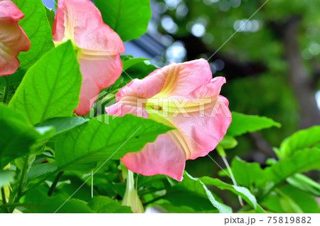 キダチチョウセンアサガオ 75819882