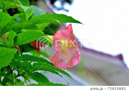 キダチチョウセンアサガオ キダチチョウセンアサガオ 75819883