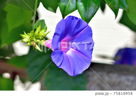 青紫色のアサガオ 75819958