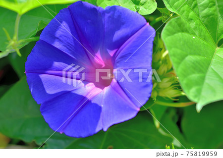 青紫色のアサガオ 75819959