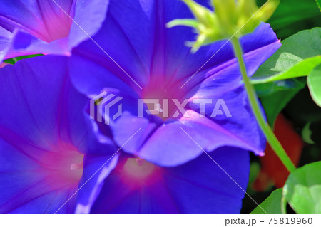青紫色のアサガオ 75819960