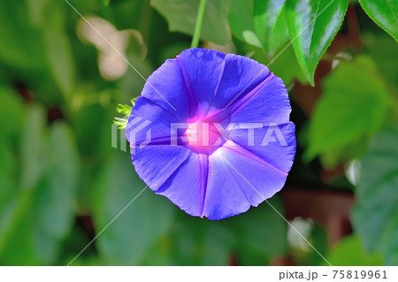 青紫色のアサガオ 75819961