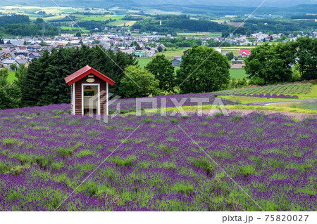 日の出公園ラベンダー園 上富良野町の写真素材