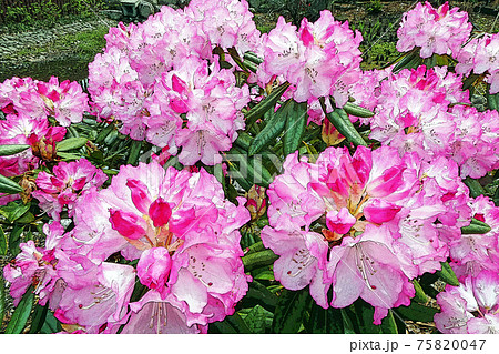 シャクナゲのイラスト素材