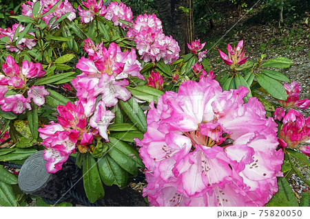 シャクナゲのイラスト素材