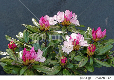 シャクナゲのイラスト素材