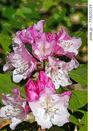 シャクナゲのイラスト素材