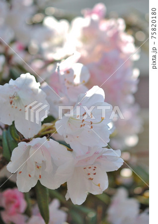 石楠花の花 75820180