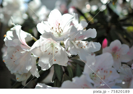 蕾の開き始めた石楠花の花 蕾の開き始めた石楠花の花 75820189
