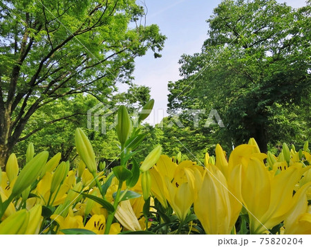 千種公園 75820204
