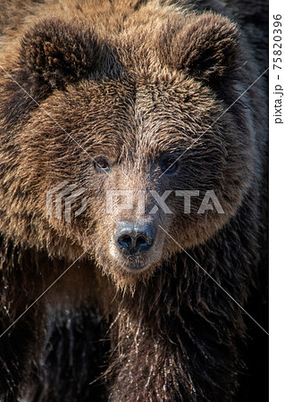 Close-up brown bear portrait. Danger animal in nature habitat. Big mammal Close-up brown bear portrait. Danger animal in nature habitat. Big mammal 75820396