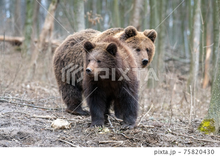 Brown bear in the forest up close. Wild animal in the natural habitat Brown bear in the forest up close. Wild animal in the natural habitat 75820430