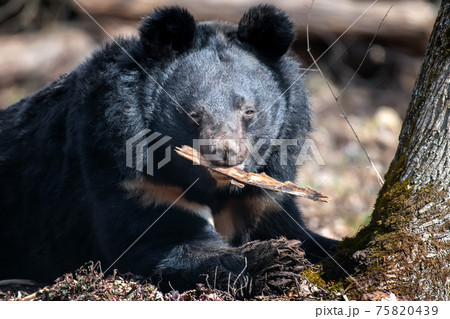 Asiatic black bear (Ursus thibetanus) in spring forest 75820439