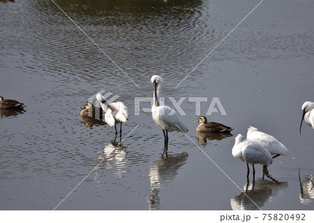 ヘラサギ 75820492