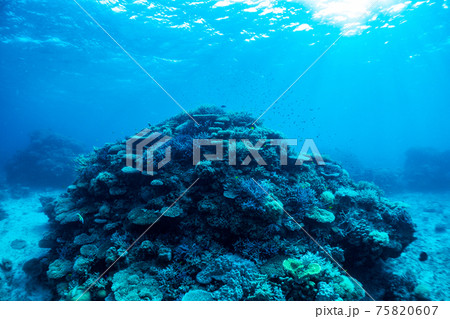 海の中の美しい珊瑚の写真素材 [75820607] - PIXTA