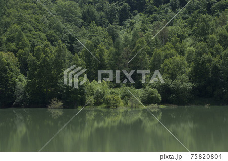 緑一色_ダム湖の水面と森 緑一色_ダム湖の水面と森 75820804