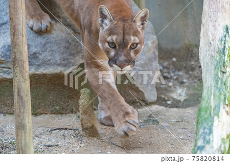 ピューマ、Cougar、puma 75820814