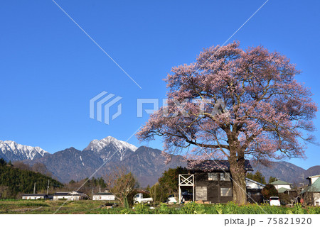 北杜市武川町、大きな一本の桜と南アルプス甲斐駒ケ岳 北杜市武川町、大きな一本の桜と南アルプス甲斐駒ケ岳 75821920