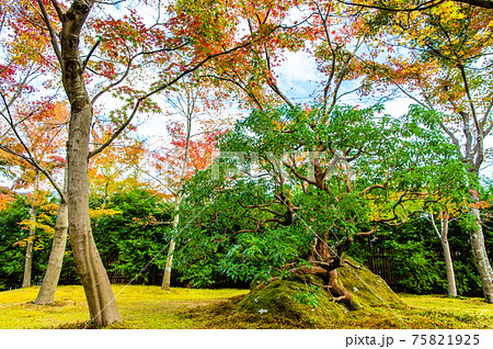 神奈川県 紅葉の箱根美術館 苔庭 神奈川県 紅葉の箱根美術館 苔庭 75821925