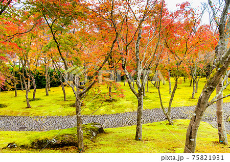 神奈川県 紅葉の箱根美術館 苔庭 神奈川県 紅葉の箱根美術館 苔庭 75821931